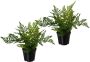 Creativ green Kunstplant Varen set van 3 in een plastic pot (3 stuks) - Thumbnail 1