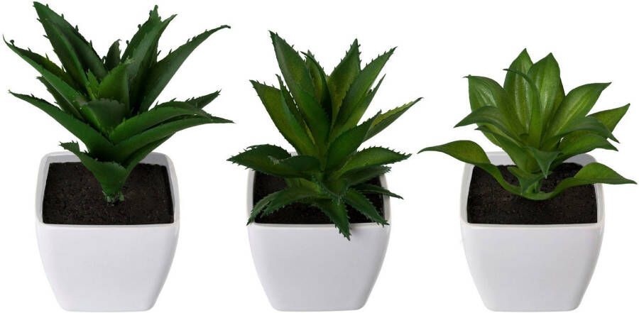 Creativ green Kunstplant Vetplanten mix set van 3 in een plastic pot (3 stuks)