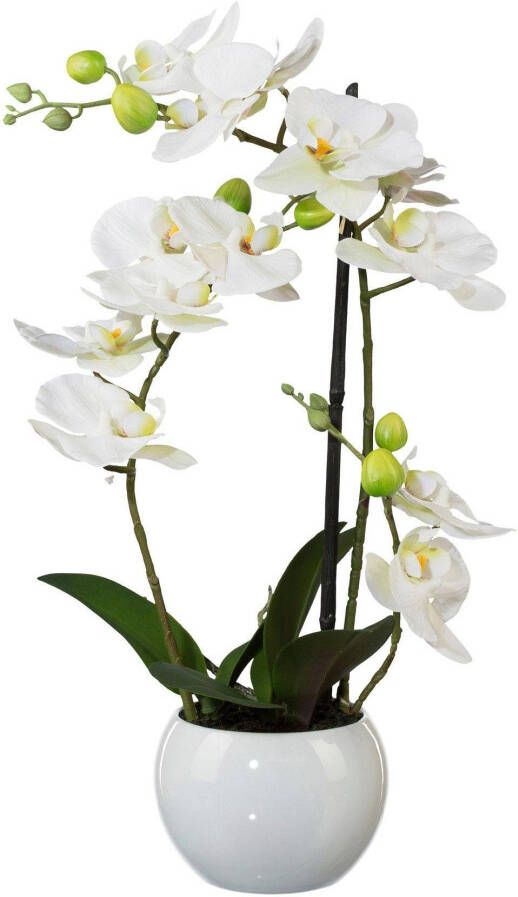 Creativ green Kunstplant Vlinderorchidee (1 stuk)