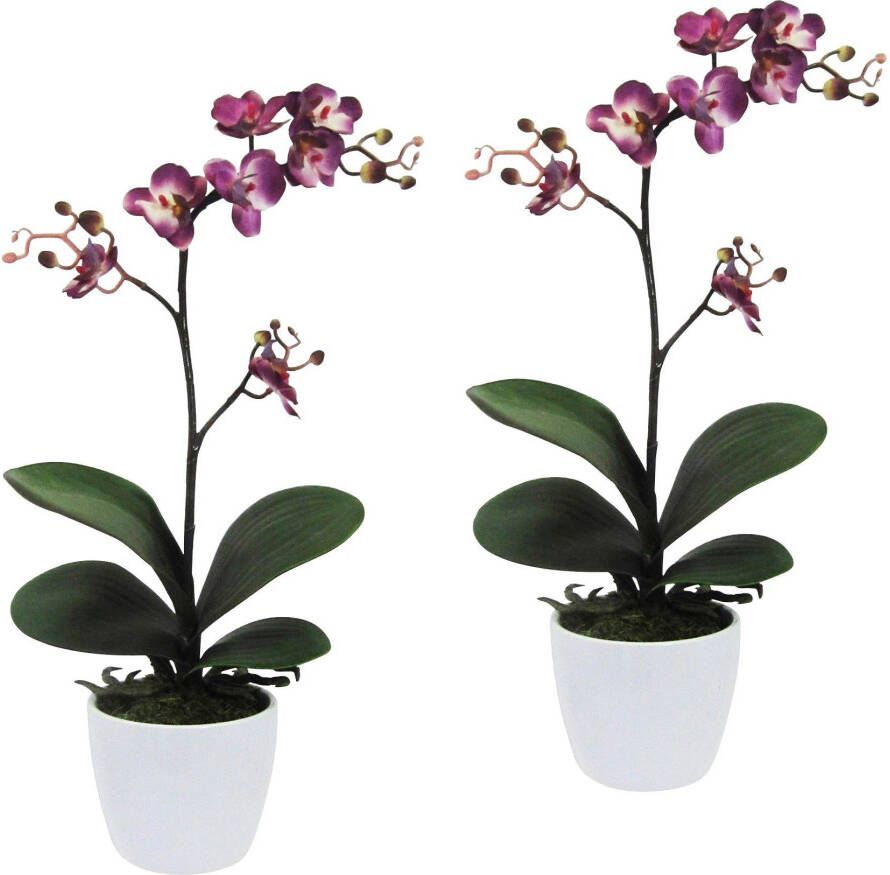Creativ green Kunstplant Vlinderorchidee in een keramische pot (set 2 stuks)