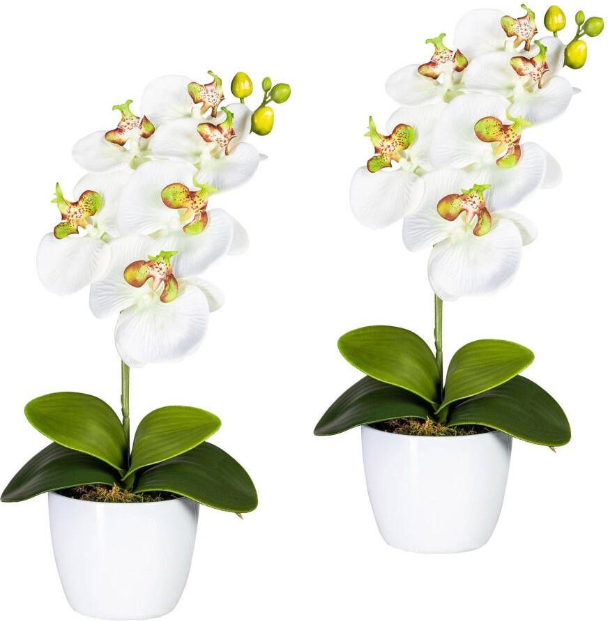 Creativ green Kunstplant Vlinderorchidee in een keramische pot (set 2 stuks)