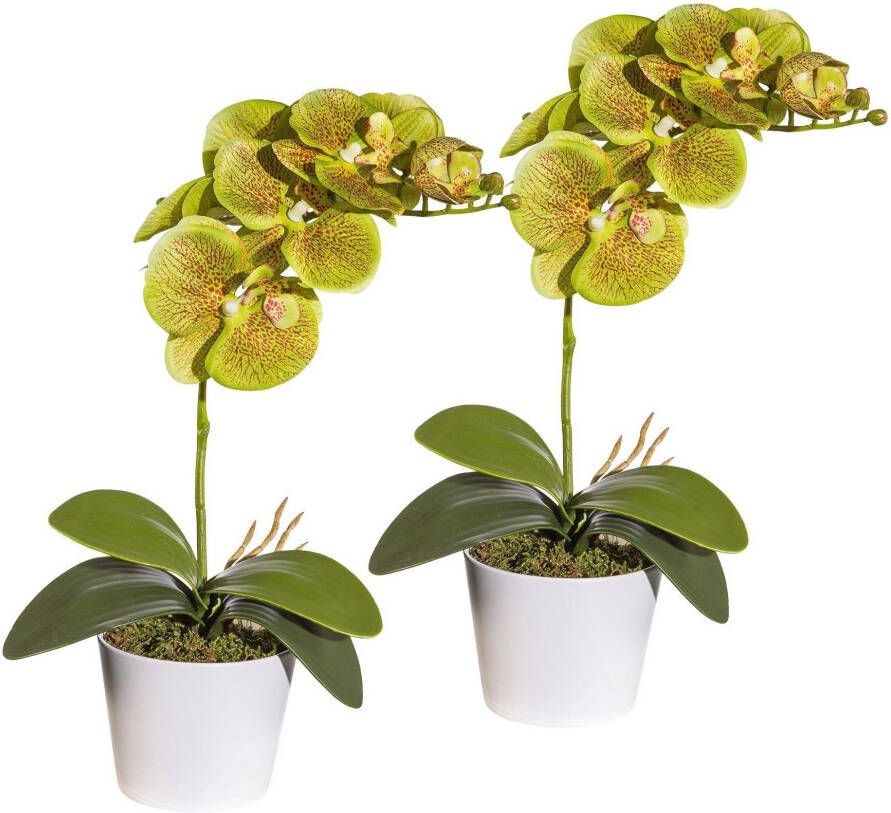 Creativ green Kunstplant Vlinderorchidee in een keramische pot (set 2 stuks)