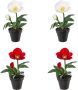 Creativ green Winterse kunstplant Kerst versiering in pot in 4-delige set (2x kleur rood en 2x kleur wit) (4 stuks) - Thumbnail 1