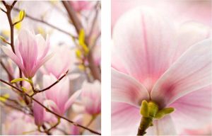 Creativ home Wanddecoratie Magnolia's set van 2 (set 2 stuks)