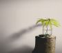 Erismann Vliesbehang PVC-vrije vliesbehang ELIN (1 stuk) - Thumbnail 1