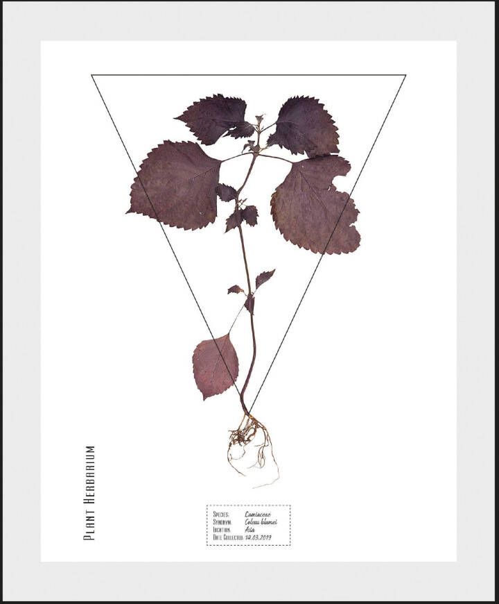 andas Wanddecoratie Plant met frame