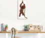 Artland Artprint Baby orang oetan hangt aan het touw I als artprint van aluminium artprint op linnen muursticker of poster in verschillende maten - Thumbnail 2