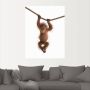 Artland Artprint Baby orang oetan hangt aan het touw II als artprint van aluminium artprint voor buiten artprint op linnen poster muursticker - Thumbnail 2