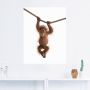 Artland Artprint Baby orang oetan hangt aan het touw II als artprint van aluminium artprint voor buiten artprint op linnen poster muursticker - Thumbnail 4