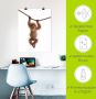 Artland Artprint Baby orang oetan hangt aan het touw II als artprint van aluminium artprint voor buiten artprint op linnen poster muursticker - Thumbnail 5