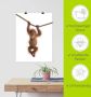 Artland Artprint Baby orang oetan hangt aan het touw II als artprint van aluminium artprint voor buiten artprint op linnen poster muursticker - Thumbnail 6