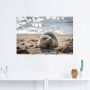 Artland Artprint Baby-rob aan het strand van List Sylt als poster muursticker in verschillende maten - Thumbnail 3