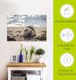 Artland Artprint Baby-rob aan het strand van List Sylt als poster muursticker in verschillende maten - Thumbnail 5