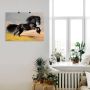 Artland Artprint Friese hengstgalop als poster in verschillende formaten maten - Thumbnail 4