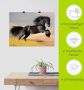 Artland Artprint Friese hengstgalop als poster in verschillende formaten maten - Thumbnail 6