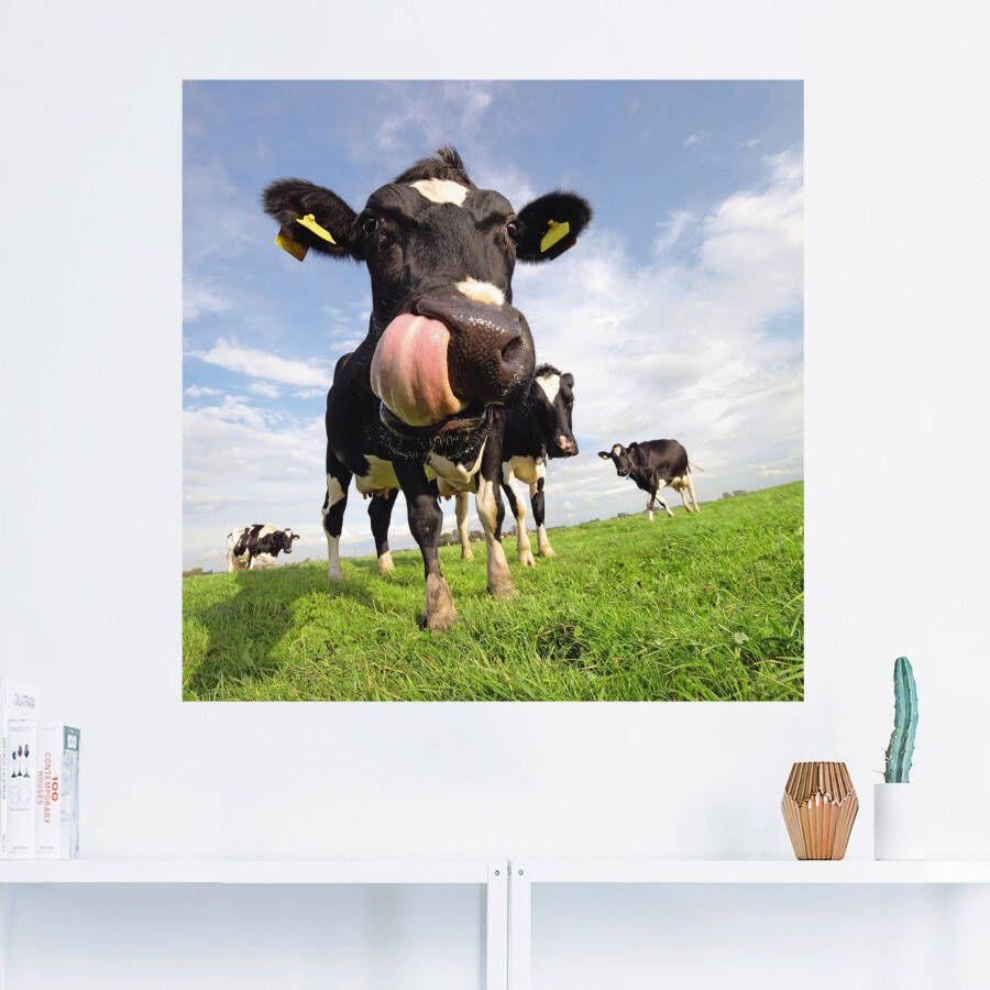 Artland Artprint Holstein-koe met enorme tong als artprint van aluminium artprint voor buiten artprint op linnen poster muursticker