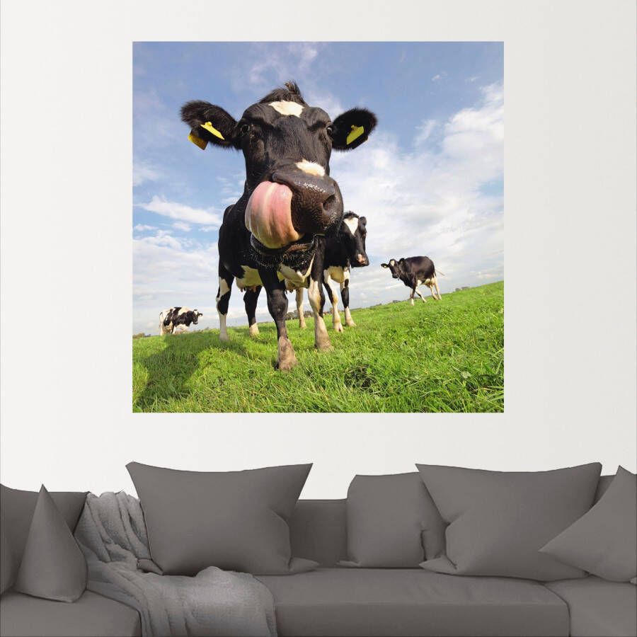 Artland Artprint Holstein-koe met enorme tong als artprint van aluminium artprint voor buiten artprint op linnen poster muursticker