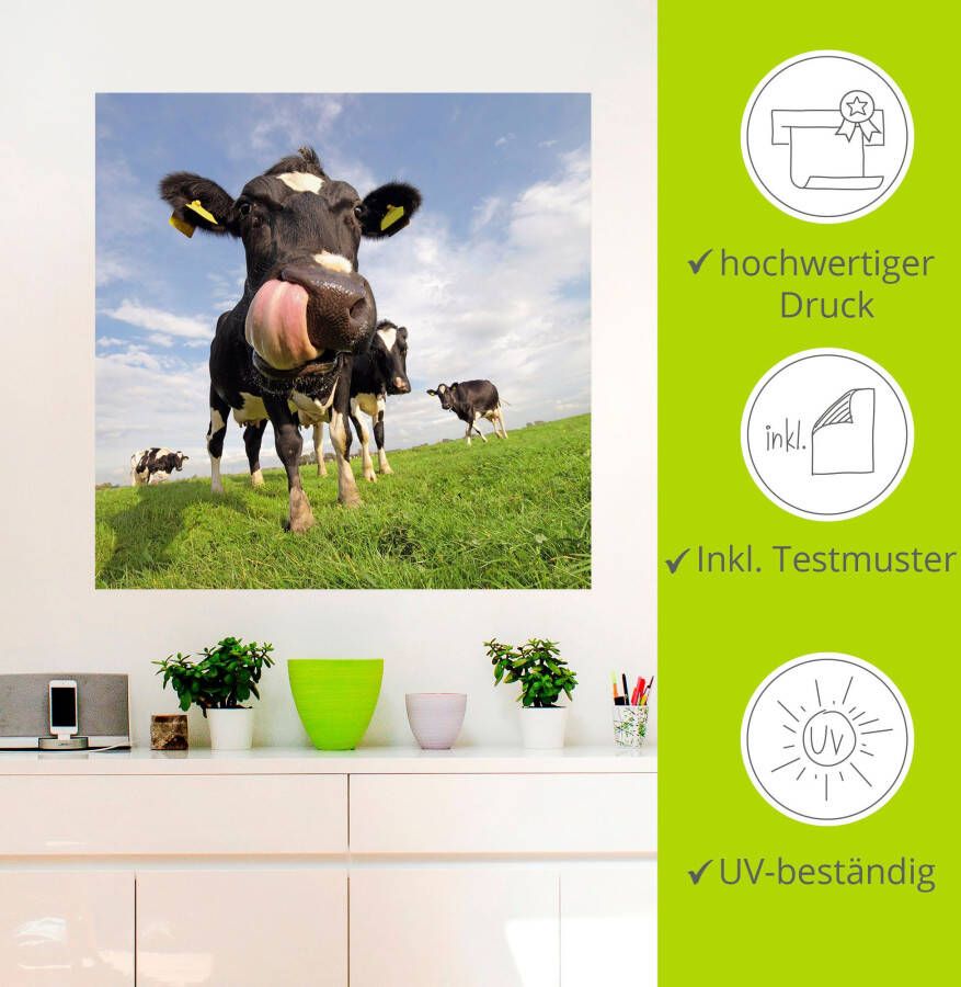 Artland Artprint Holstein-koe met enorme tong als artprint van aluminium artprint voor buiten artprint op linnen poster muursticker