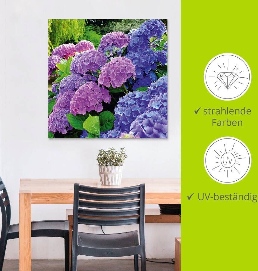 Artland Artprint Hortensia's in de tuin als artprint van aluminium artprint voor buiten artprint op linnen poster muursticker