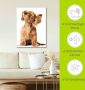 Artland Artprint Jonge hond die naar muziek door hoofdtelefoon luistert als artprint op linnen poster muursticker in verschillende maten - Thumbnail 5