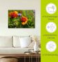 Artland Artprint Klaprozen in de lente als artprint van aluminium artprint voor buiten artprint op linnen in verschillende maten - Thumbnail 4