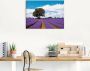 Artland Artprint Mooi lavendelveld in de zomer als artprint van aluminium artprint voor buiten artprint op linnen in verschillende maten - Thumbnail 2