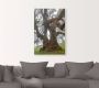 Artland Artprint Oude laurierboom als artprint op linnen poster in verschillende formaten maten - Thumbnail 2