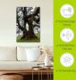 Artland Artprint Oude laurierboom als artprint op linnen poster in verschillende formaten maten - Thumbnail 5