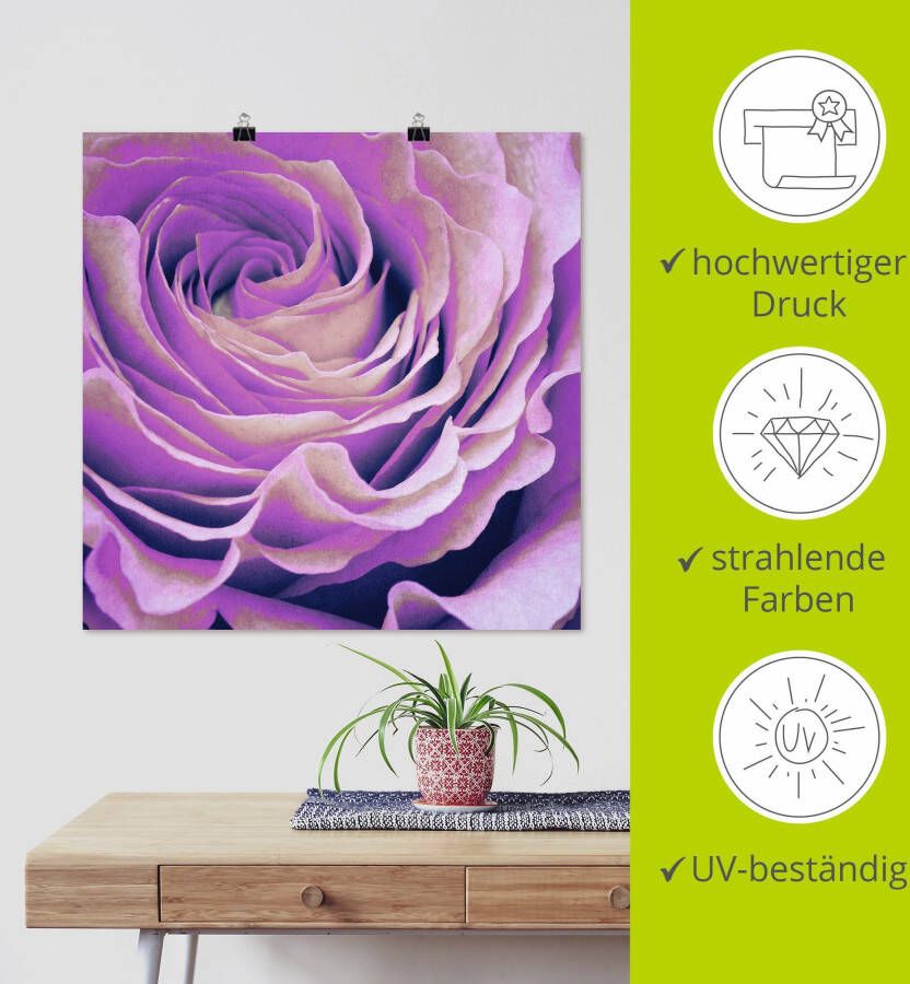 Artland Artprint Paars Roos als artprint op linnen poster in verschillende formaten maten