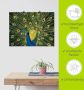 Artland Artprint Pauw als artprint van aluminium artprint voor buiten artprint op linnen poster muursticker - Thumbnail 6