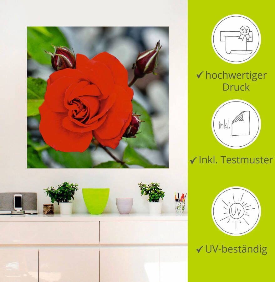 Artland Artprint Rode roos met knoppen als artprint op linnen muursticker in verschillende maten