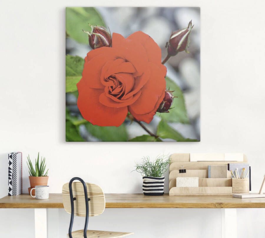 Artland Artprint Rode roos met knoppen als artprint op linnen muursticker in verschillende maten - Foto 2