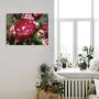 Artland Artprint Rood witte roos als poster muursticker in verschillende maten - Thumbnail 4