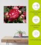 Artland Artprint Rood witte roos als poster muursticker in verschillende maten - Thumbnail 6