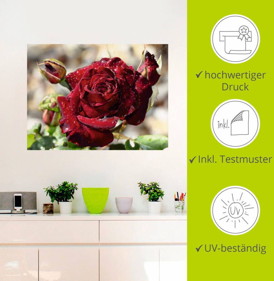 Artland Artprint Roos met druppels als artprint op linnen poster muursticker in verschillende maten