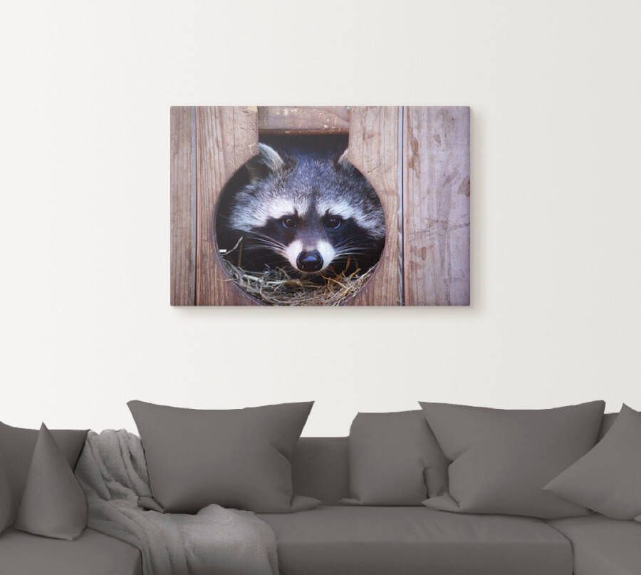 Artland Artprint Schattige kleine wasbeer als artprint op linnen muursticker in verschillende maten