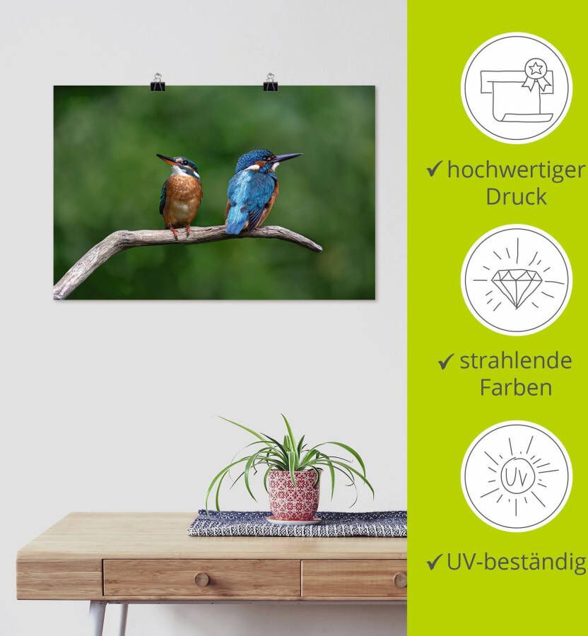 Artland Artprint Twee ijsvogels als artprint van aluminium artprint voor buiten poster in diverse formaten