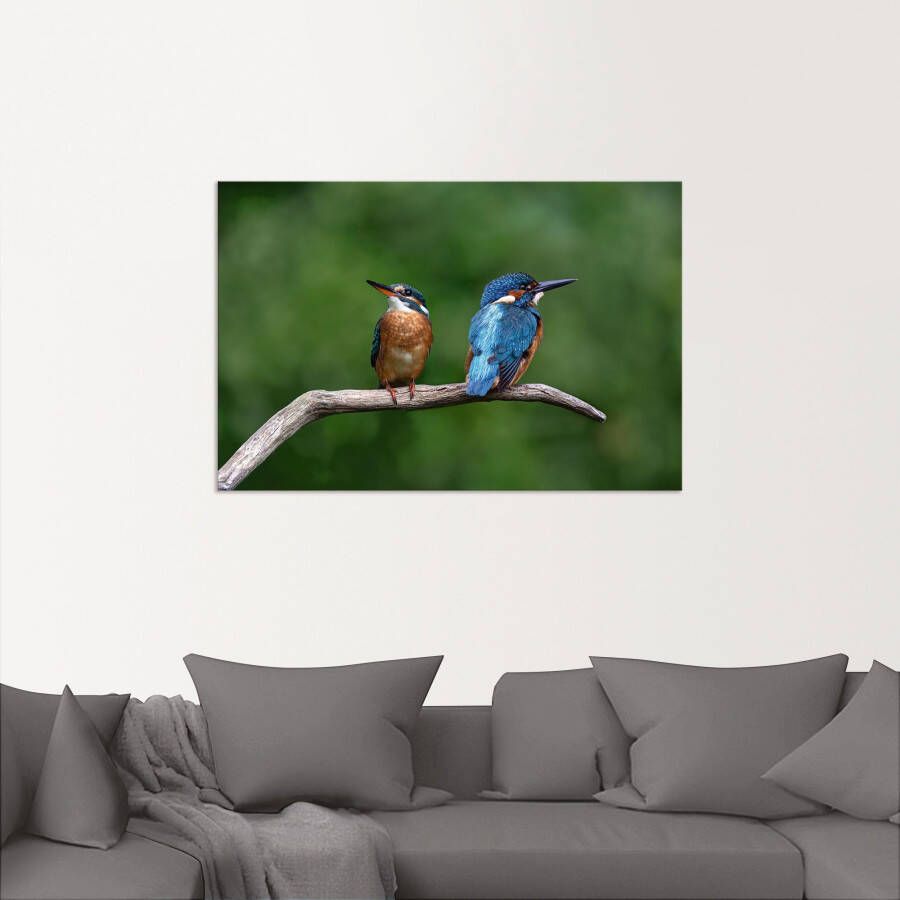 Artland Artprint Twee ijsvogels als artprint van aluminium artprint voor buiten poster in diverse formaten