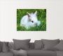 Artland Artprint Wit dwergkonijn baby als poster muursticker in verschillende maten - Thumbnail 2