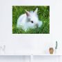 Artland Artprint Wit dwergkonijn baby als poster muursticker in verschillende maten - Thumbnail 4