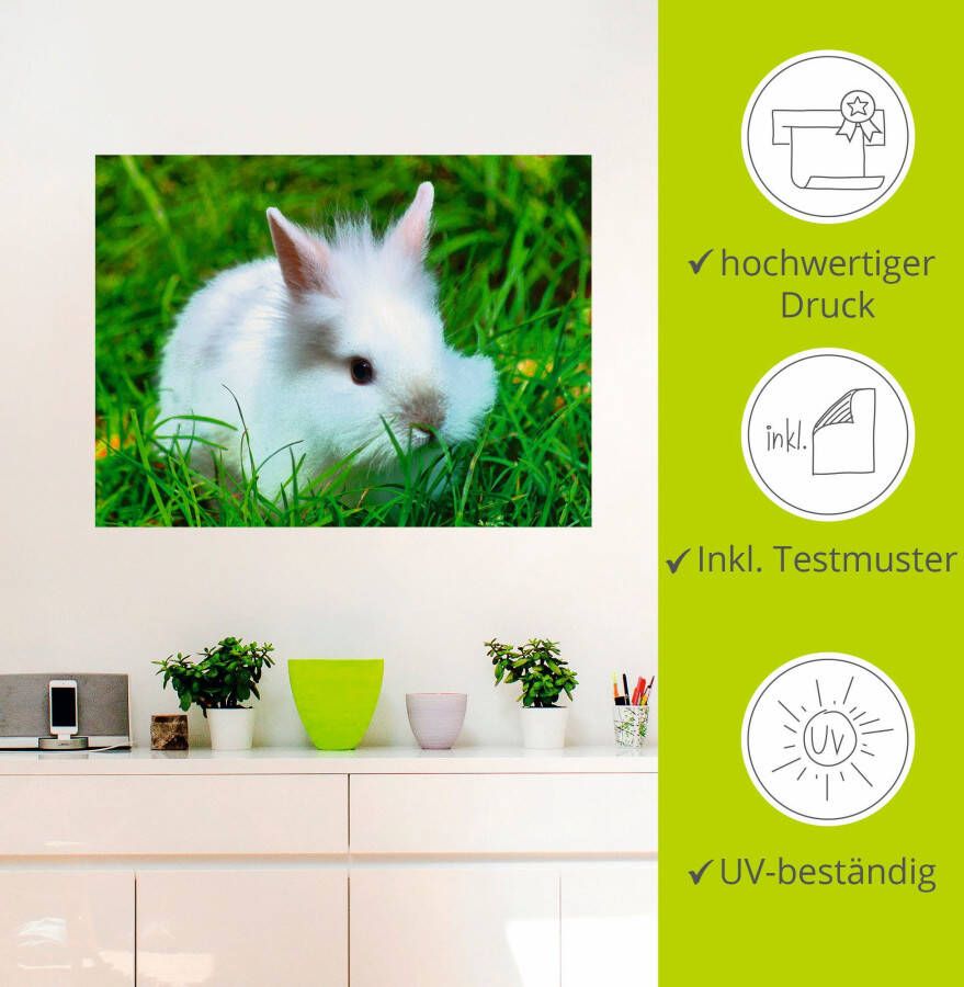 Artland Artprint Wit dwergkonijn baby als poster muursticker in verschillende maten