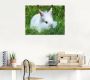 Artland Artprint Wit dwergkonijn baby als poster muursticker in verschillende maten - Thumbnail 4