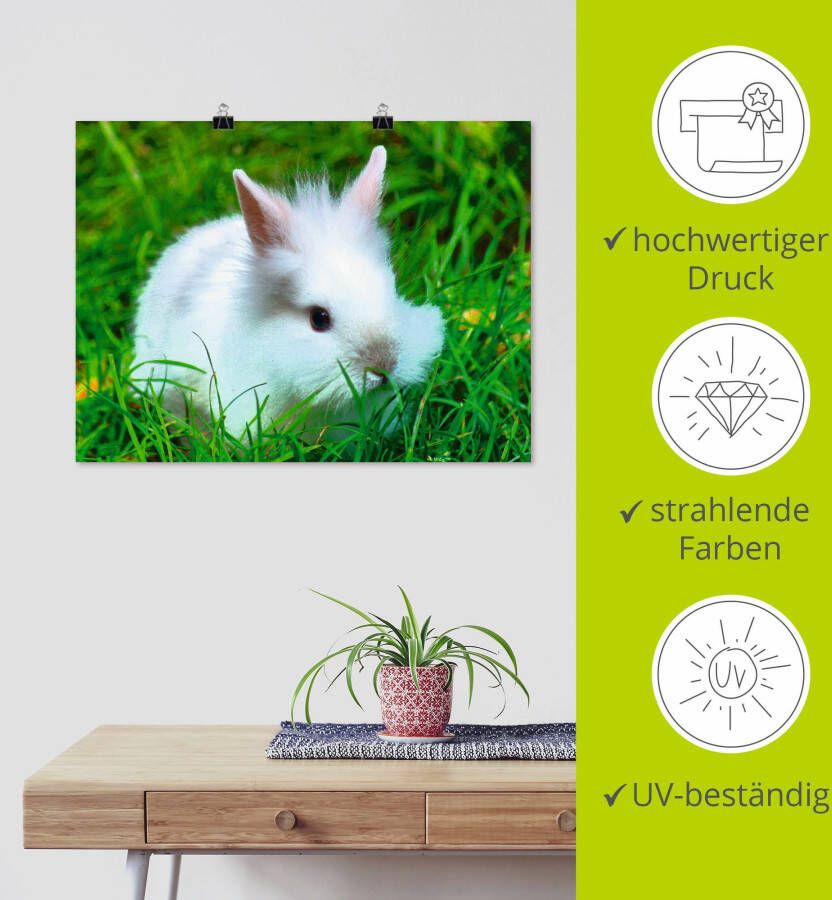 Artland Artprint Wit dwergkonijn baby als poster muursticker in verschillende maten