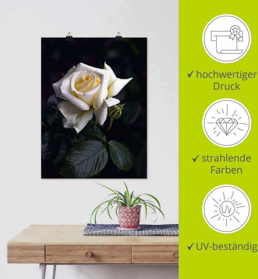 Artland Artprint Wit-gele roos als artprint op linnen poster in verschillende formaten maten