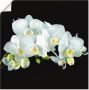 Artland Artprint Witte orchidee op een zwarte achtergrond als artprint op linnen poster muursticker in verschillende maten - Thumbnail 2