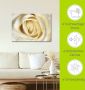 Artland Artprint Witte roos als artprint van aluminium artprint voor buiten artprint op linnen in verschillende maten - Thumbnail 4