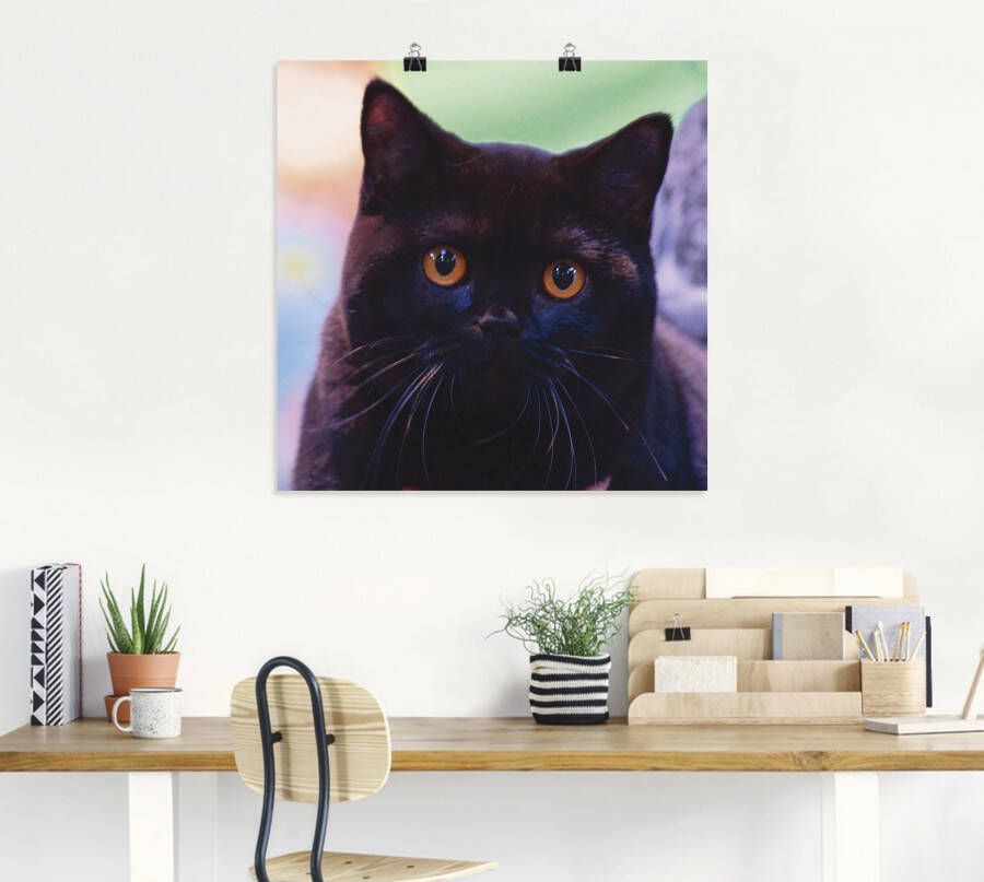 Artland Artprint Zwarte Britse korthaar kat als poster in verschillende formaten maten