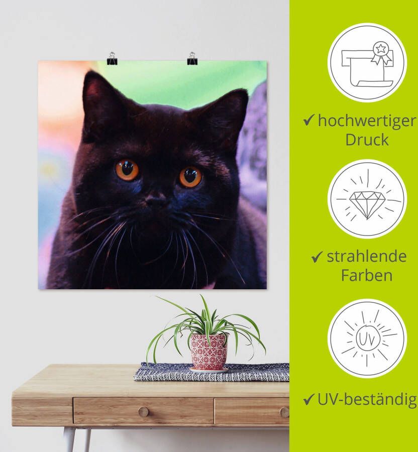 Artland Artprint Zwarte Britse korthaar kat als poster in verschillende formaten maten