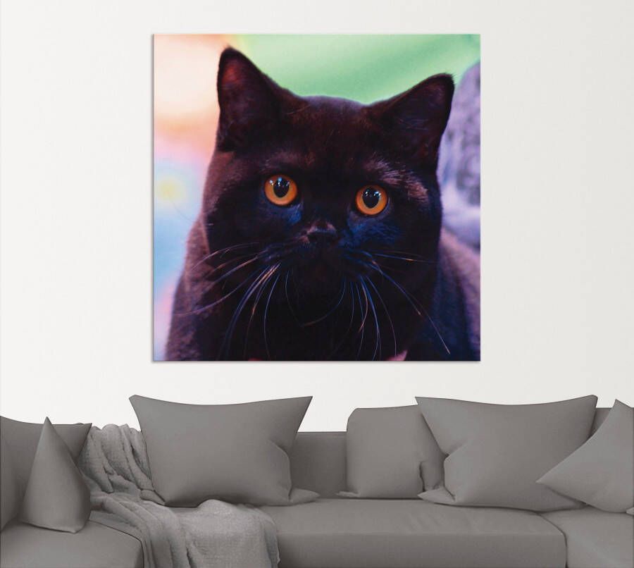 Artland Artprint Zwarte Britse korthaar kat als poster in verschillende formaten maten