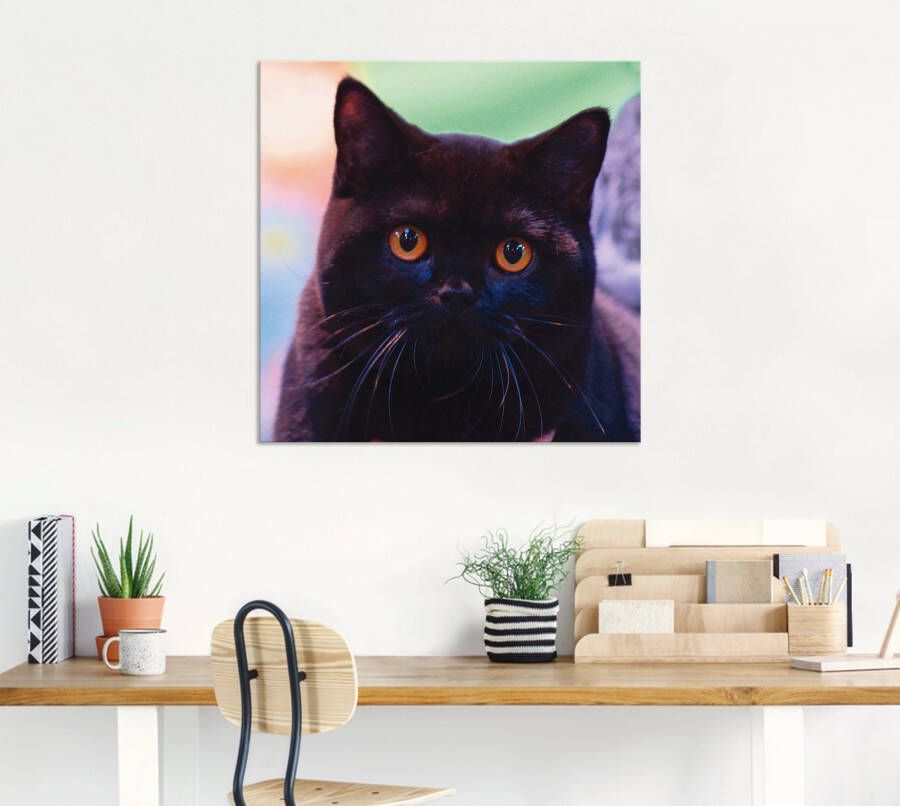 Artland Artprint Zwarte Britse korthaar kat als poster in verschillende formaten maten